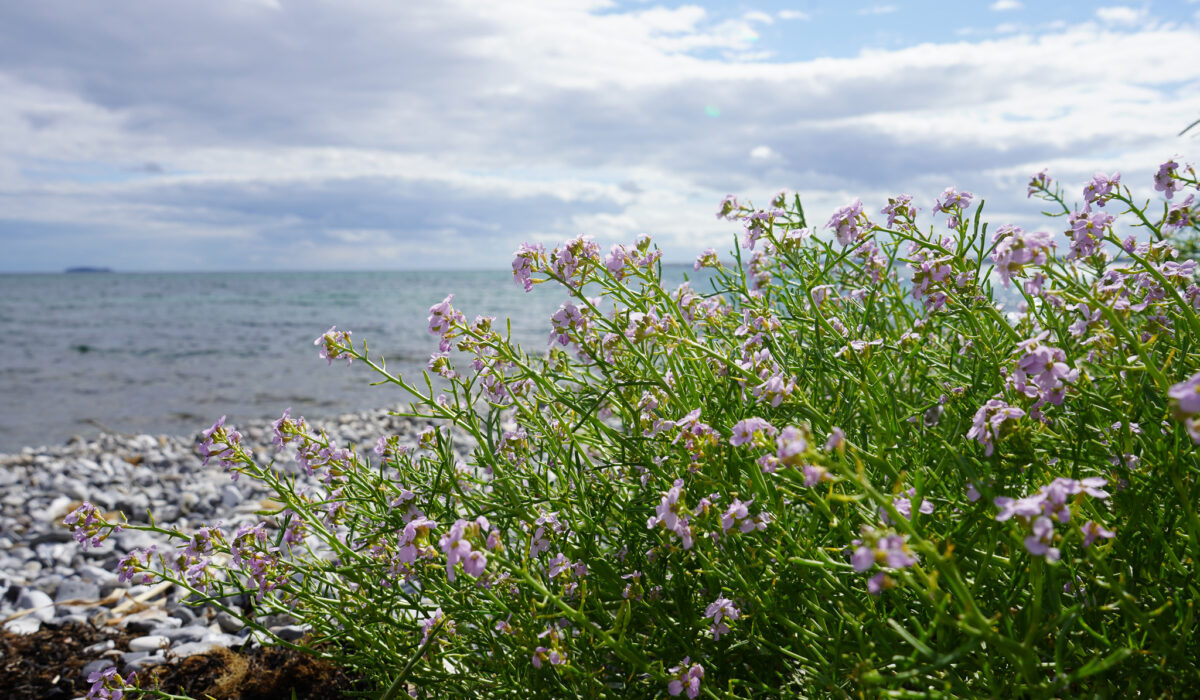 strandsennep2